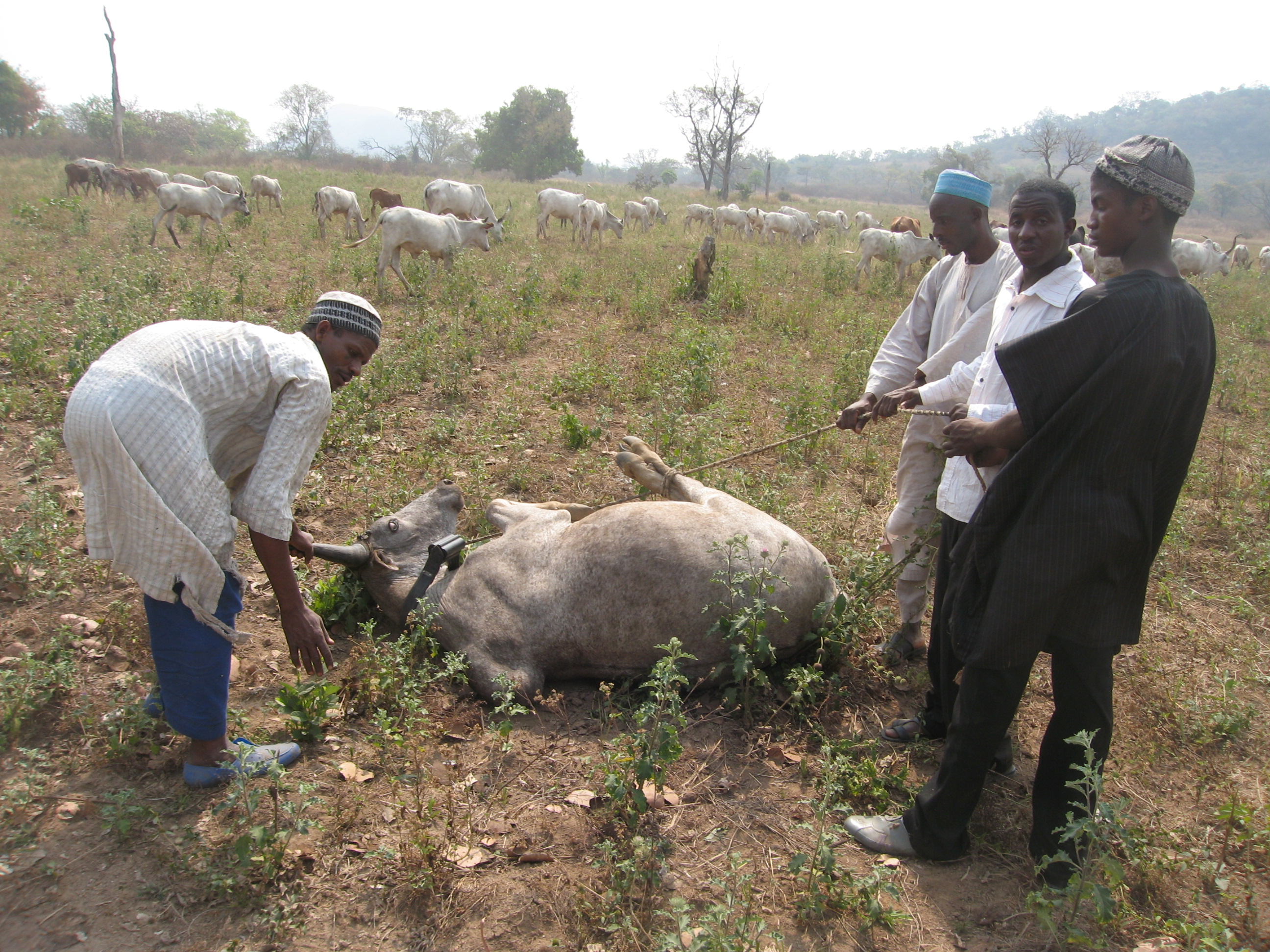 Collaring a cow with a GPS collar.